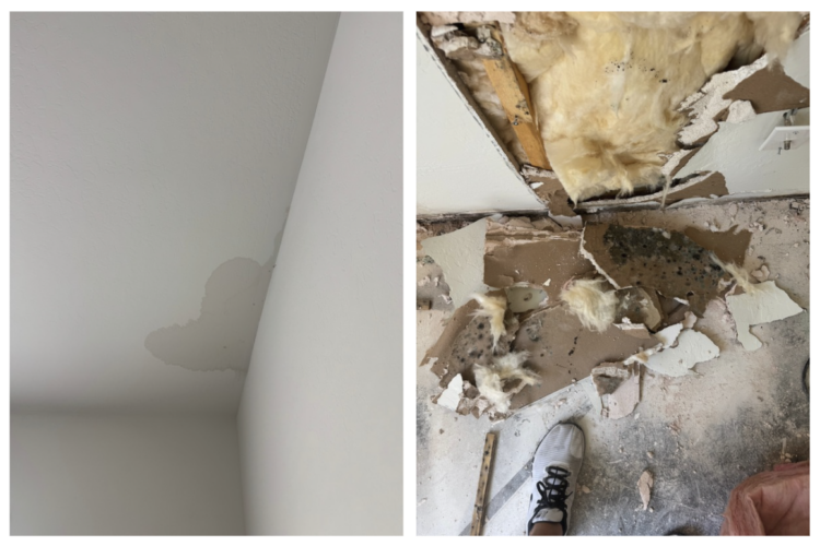 mold damage in florence home